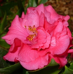 Woodville Red Camellia, Camellia japonica 'Woodville Red'